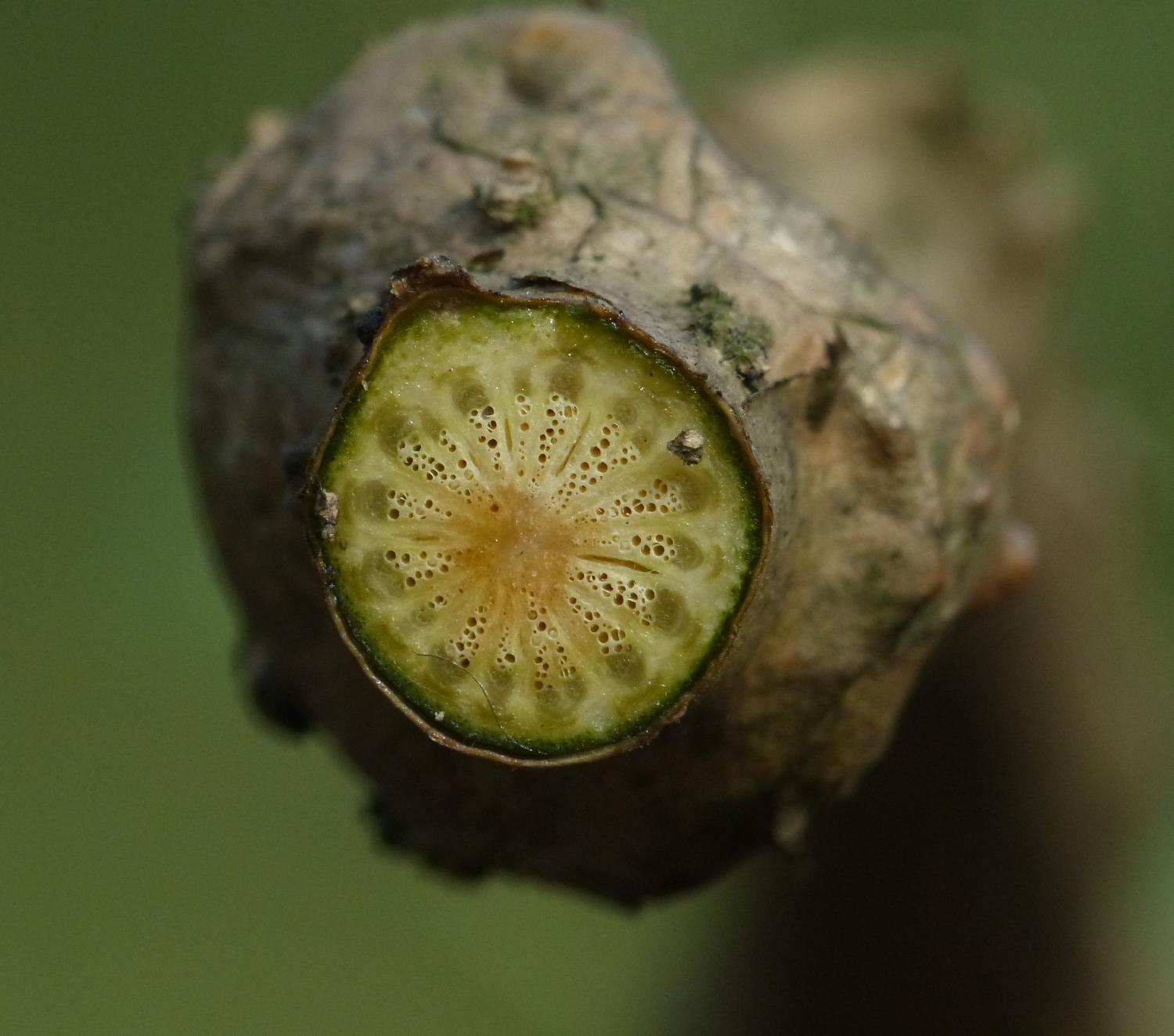 Tinospora – eFlora of India